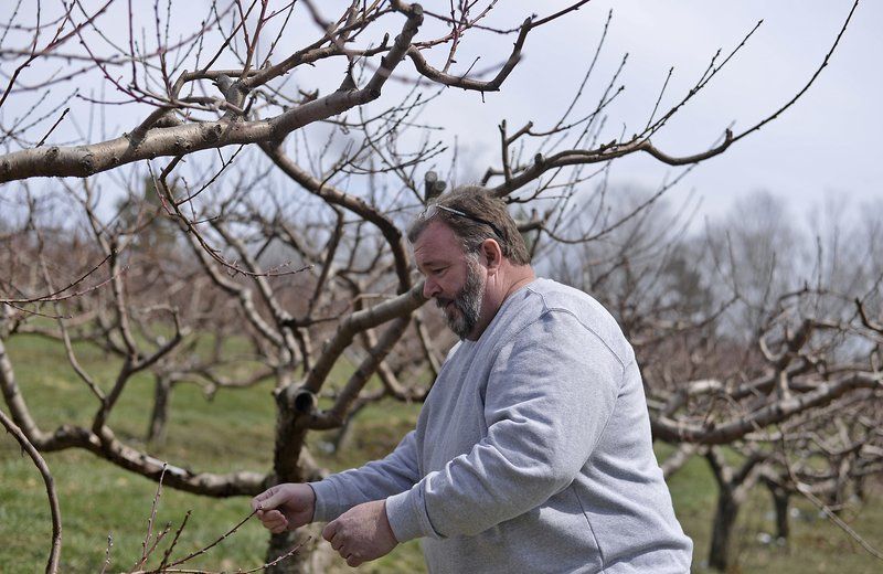 Cold weather causes massive peach crop destruction in New England